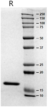 3、SDS-PAGE.jpg