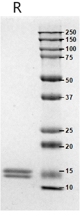 3、SDS-PAGE.jpg